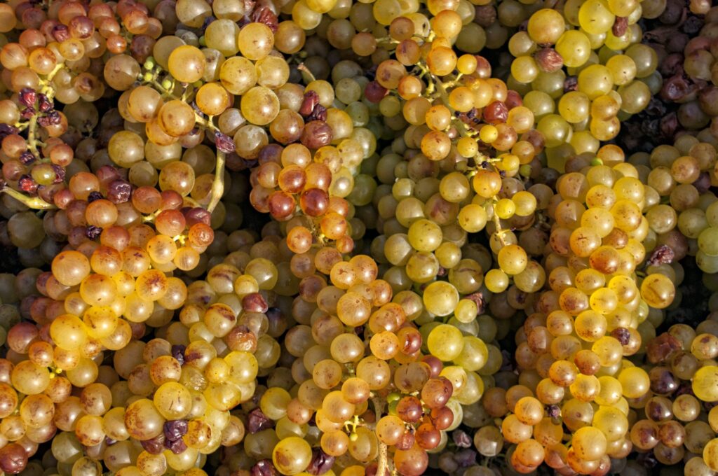 Uve Moscatello appassite per il Moscato Passito di Saracena
